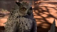Despite its innocent appearance, Owlbears can be rather effective during combat (Image via Larian Studios)